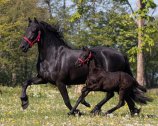 (Bild für) Fohlenhalfter Q-Friesian