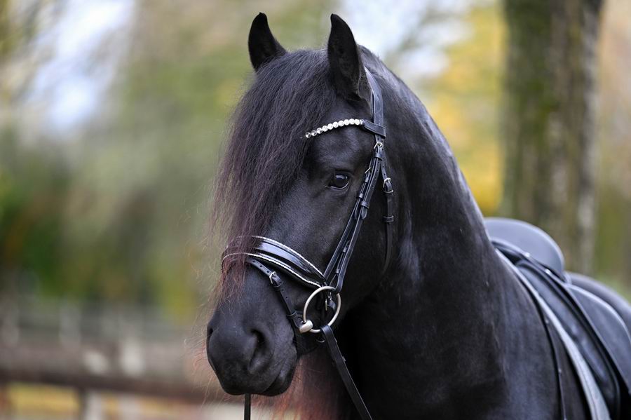 (Bild für) Trense Silber Lack Diamond - zum Schließen ins Bild klicken